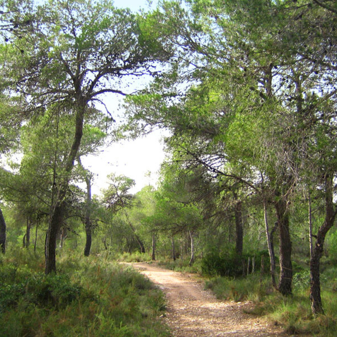 Bosque de la Vallesa
